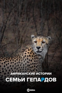Постер «Африканские истории семьи гепардов»