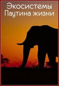 Постер «Экосистемы. Паутина жизни»