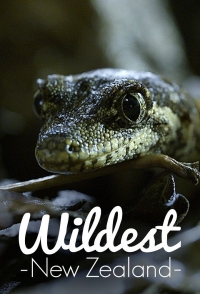 Постер «Дикая Новая Зеландия»